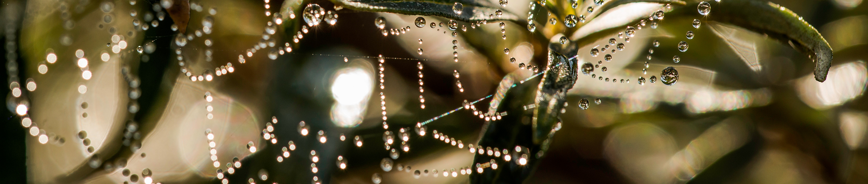 foto spinnenweb